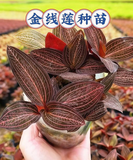 金线莲家里种植方法：高成活率的7步实操指南