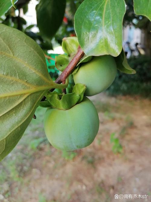 青果树长什么样子?形态特征、生长习性与识别要点全解析 青果树长什么样子?形态特征、生长习性与识别要点全解析