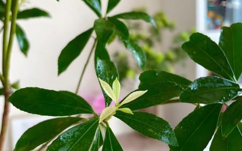 马醉木是哪个国家的？揭秘其原产地与园艺价值