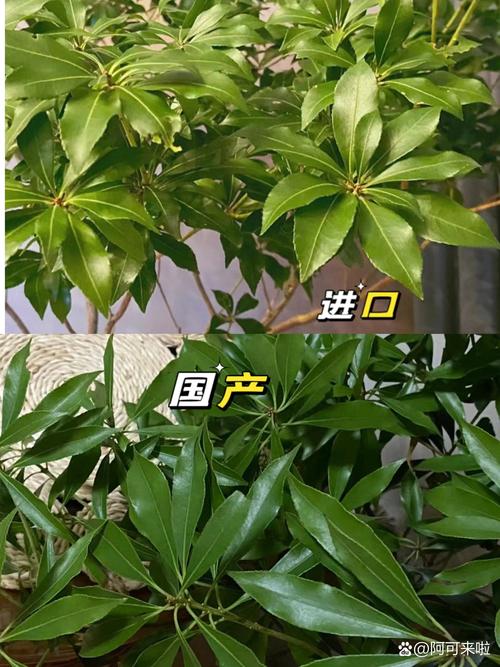 马醉木是哪个国家的?揭秘其原产地与园艺价值 结语:从原产地到你的花园
