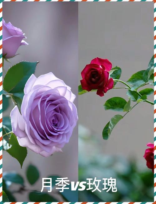 玫瑰花还有什么花?教你区分月季、蔷薇与玫瑰的观花密钥 光照与水肥精准方案