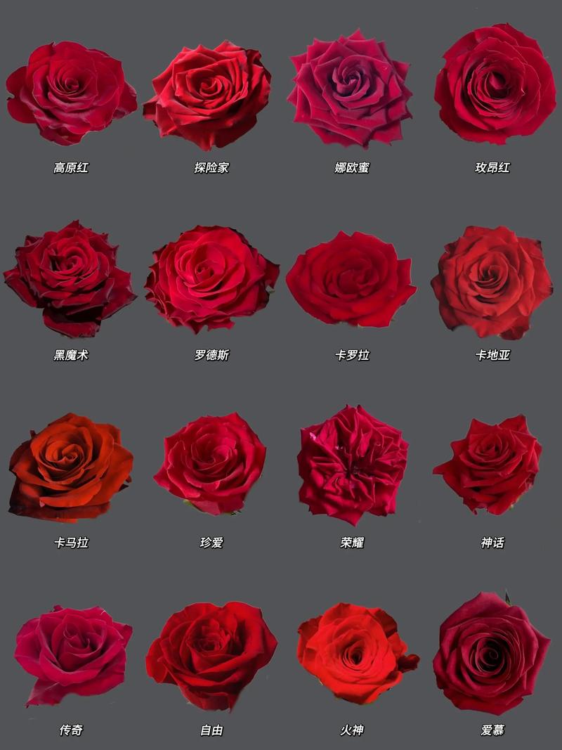 玫瑰花还有什么花?教你区分月季、蔷薇与玫瑰的观花密钥 修剪促花系统指导