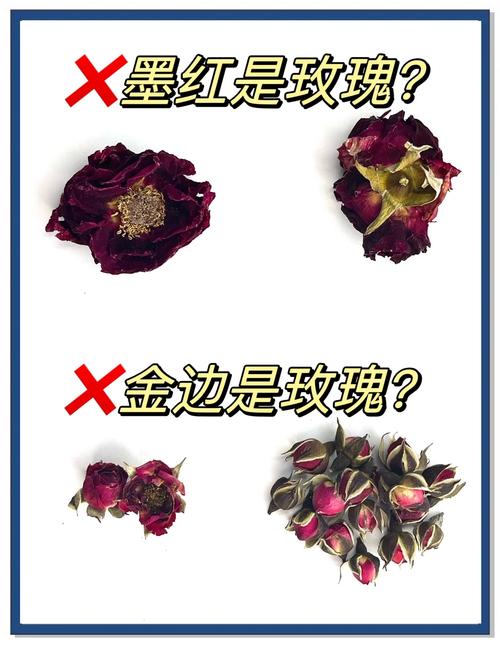 玫瑰花还有什么花?教你区分月季、蔷薇与玫瑰的观花密钥 常见误区与纠正