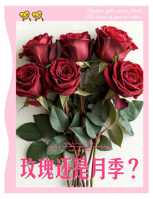 玫瑰花还有什么花?教你区分月季、蔷薇与玫瑰的观花密钥 越冬与越夏管理