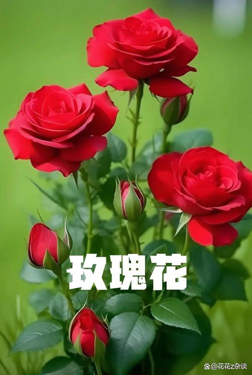 玫瑰花还有什么花?教你区分月季、蔷薇与玫瑰的观花密钥 FAQ