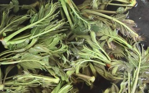 香椿焯水正确方法：去除亚硝酸盐并保持翠绿