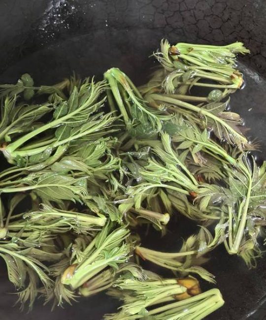 香椿焯水正确方法：去除亚硝酸盐并保持翠绿