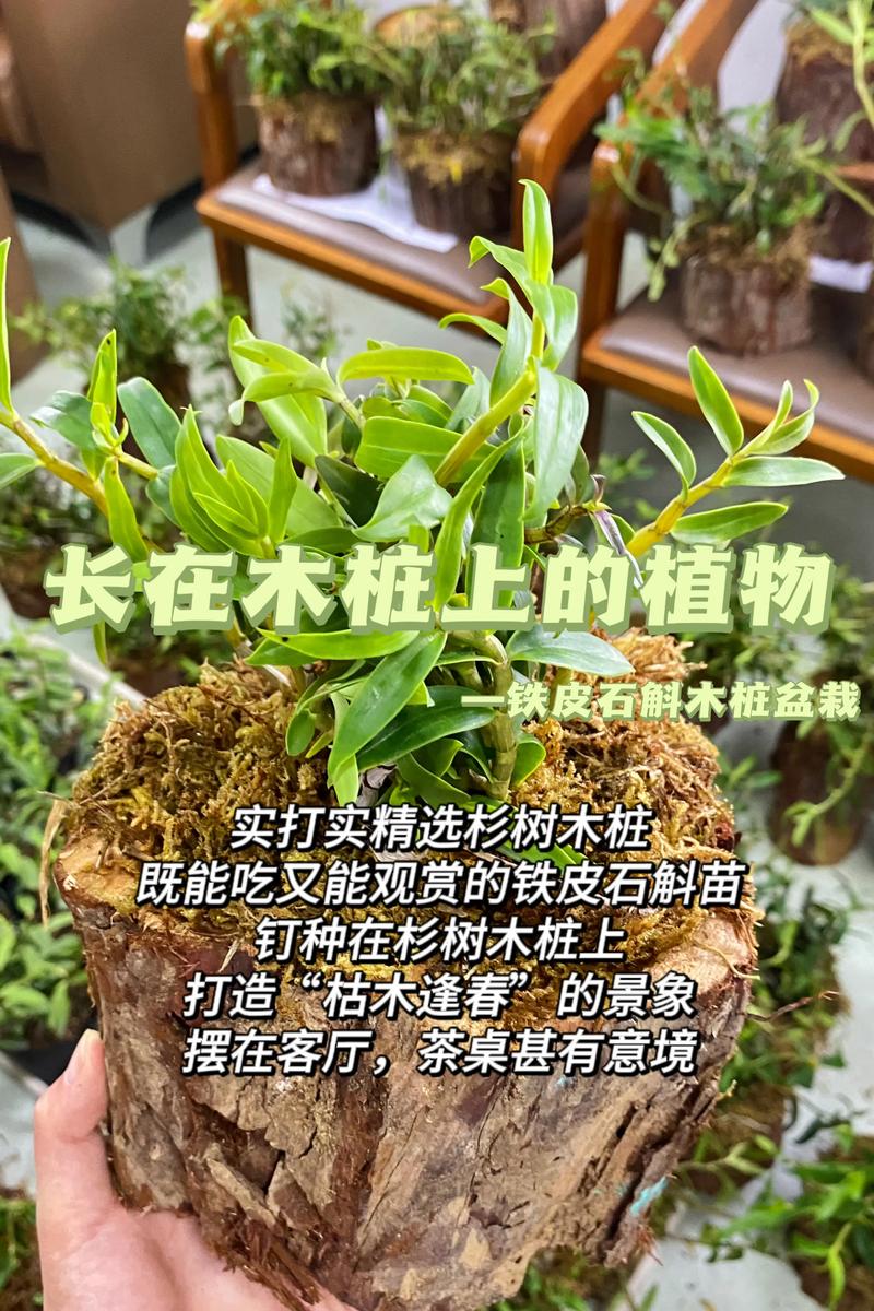 石斛能种植吗?一篇讲透从选时到成活的完整技术指南 二、土壤环境:不是用土,而是用“基质”