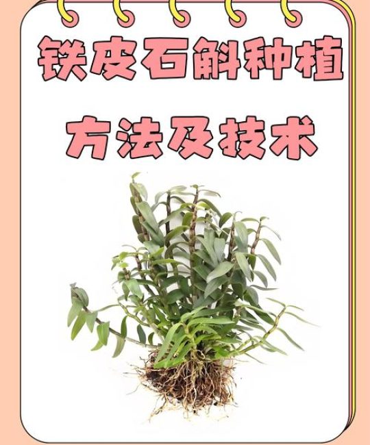石斛能种植吗？一篇讲透从选时到成活的完整技术指南