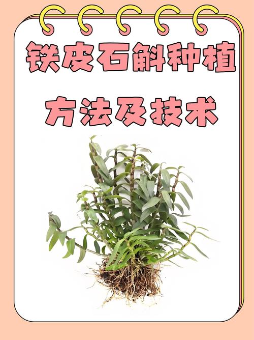 石斛能种植吗?一篇讲透从选时到成活的完整技术指南 一、适宜时间:抓住气温窗口,成活率翻倍
