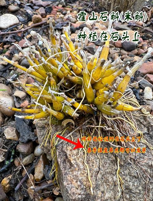 石斛能种植吗?一篇讲透从选时到成活的完整技术指南 三、栽前处理:修根、消毒、晾根一步不能少