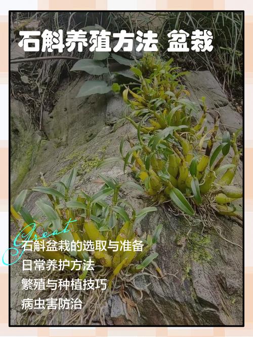 石斛能种植吗?一篇讲透从选时到成活的完整技术指南 五、浇定根水:浇透但绝不能积水