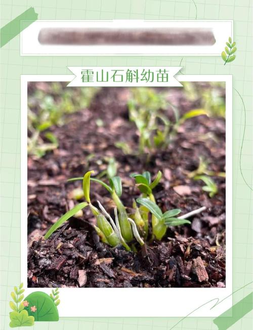 石斛能种植吗?一篇讲透从选时到成活的完整技术指南 六、缓苗管理:遮阴保湿,15天见新根