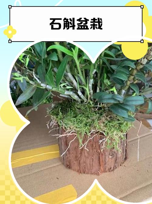 石斛能种植吗?一篇讲透从选时到成活的完整技术指南 七、成活注意事项:三大问题提前防