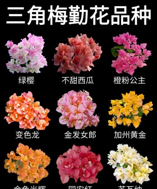 章红樱三角梅是勤花品种吗？养护技巧与花期管理全攻略