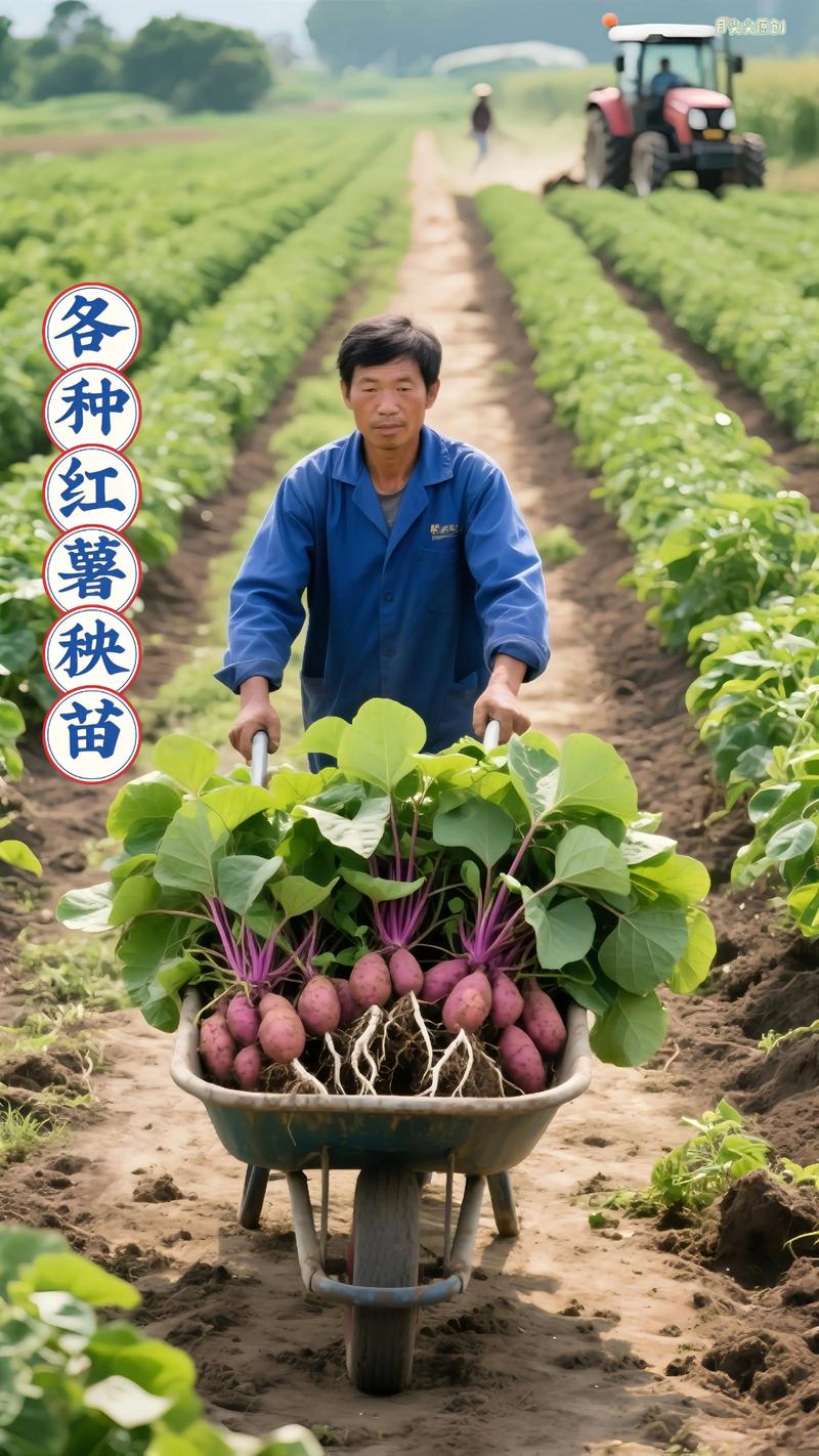 100公斤红薯能育多少苗?科学计算与高效育苗全攻略 一、基础计算公式:从理论到实践