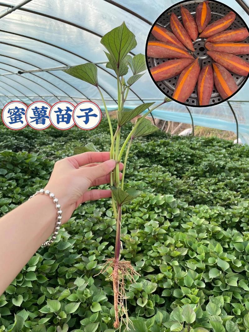 100公斤红薯能育多少苗?科学计算与高效育苗全攻略 三、100公斤红薯的育苗效益估算