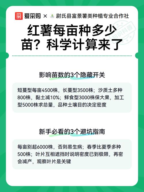 100公斤红薯能育多少苗?科学计算与高效育苗全攻略 结语