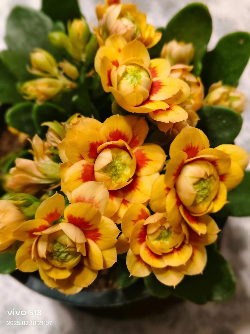 长寿花现在没花苞还能开花吗?抓住4个关键措施,春节照样爆盆 四、不开花的常见原因与解决方案(结构化表格)
