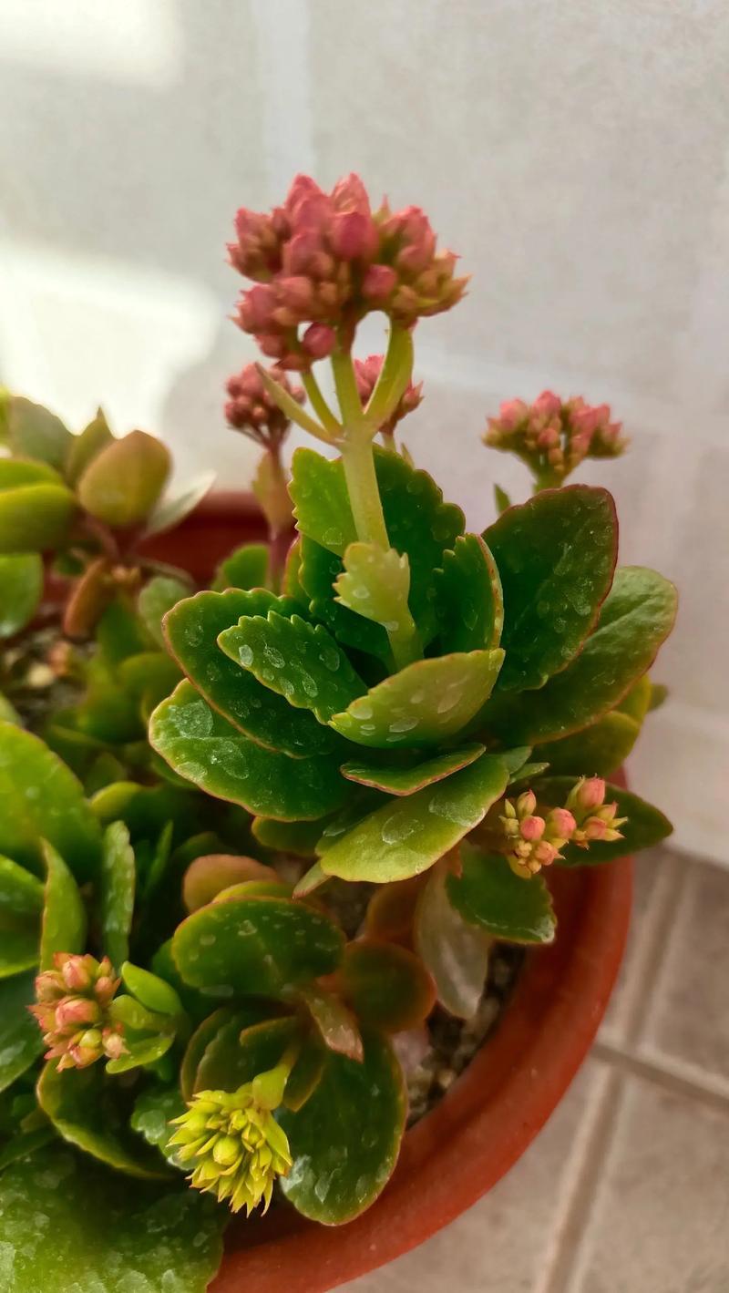 长寿花现在没花苞还能开花吗?抓住4个关键措施,春节照样爆盆 五、常见问题FAQ