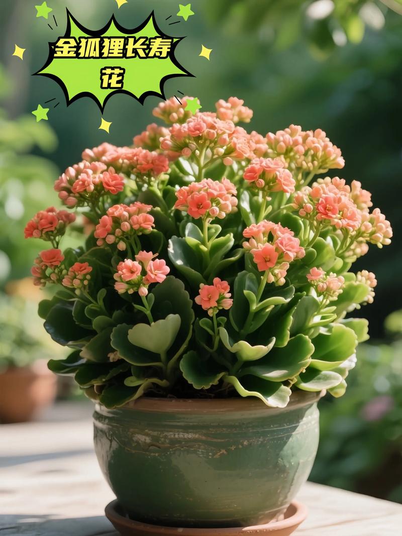 长寿花现在没花苞还能开花吗?抓住4个关键措施,春节照样爆盆 三、现在没花苞的挽救操作步骤(可执行,按顺序进行)
