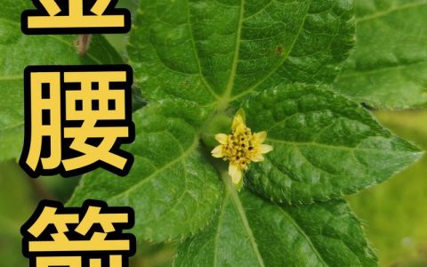 苦草用途与种植指南：沉水植物在水质净化、池塘景观与河道修复中的全方位应用