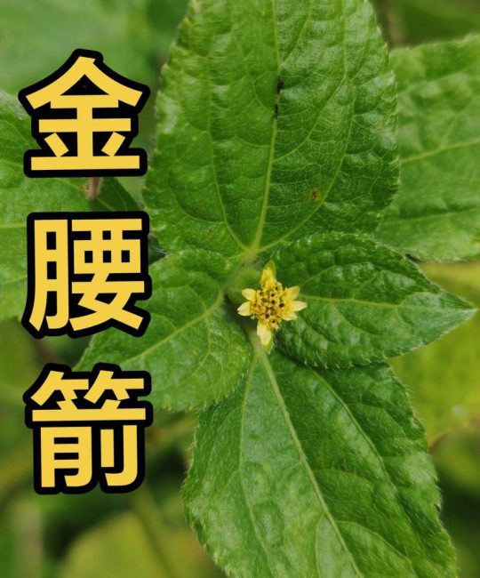 苦草用途与种植指南：沉水植物在水质净化、池塘景观与河道修复中的全方位应用