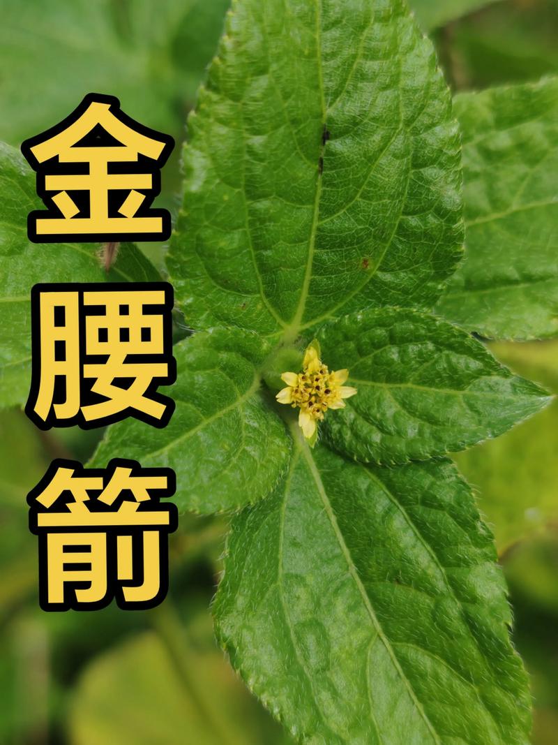 苦草用途与种植指南:沉水植物在水质净化、池塘景观与河道修复中的全方位应用 苦草用途与种植指南:沉水植物在水质净化、池塘景观与河道修复中的全方位应用