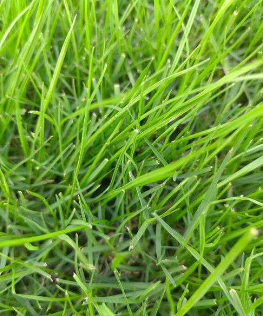 马尼拉草多少钱一平方？2025年最新价格参考及五大影响因素全解析