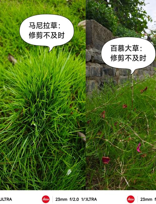 马尼拉草多少钱一平方?2025年最新价格参考及五大影响因素全解析 运输因素:物流成本占最终价的10%-30%