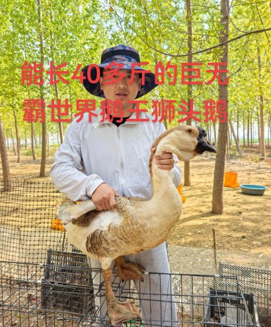 买狮头鹅苗多少钱一只？2026年市场参考价与五大影响价格因素详解