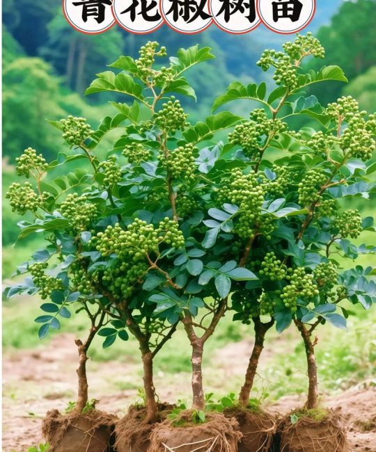 花椒哪里的最好最正宗？揭秘中国三大顶级花椒产地