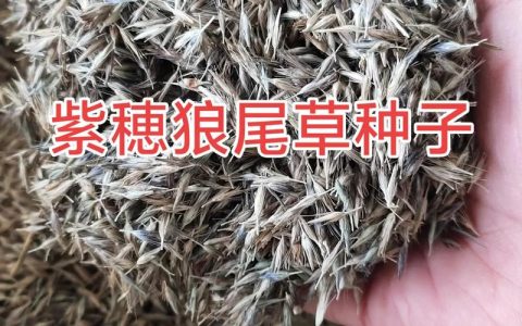狼尾草种子多少钱？2025年价格参考与影响因素详解