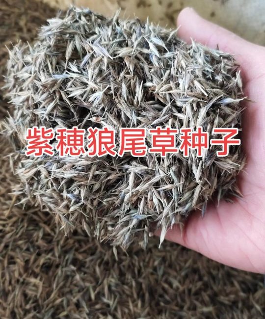 狼尾草种子多少钱？2025年价格参考与影响因素详解