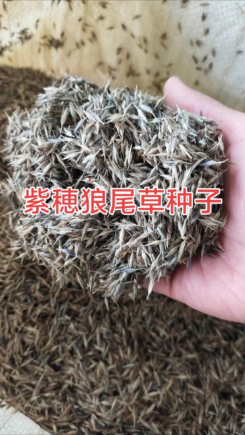 狼尾草种子多少钱?2025年价格参考与影响因素详解 一、规格:种子纯度与发芽率主导价格