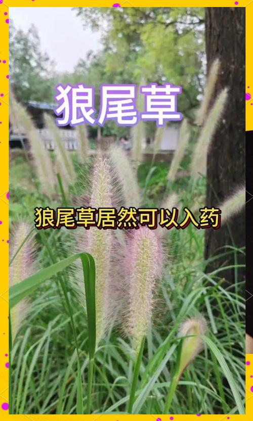 狼尾草种子多少钱?2025年价格参考与影响因素详解 三、季节:春季播种季价格略高