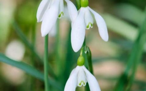 雪花莲：早春花园里的第一抹洁白