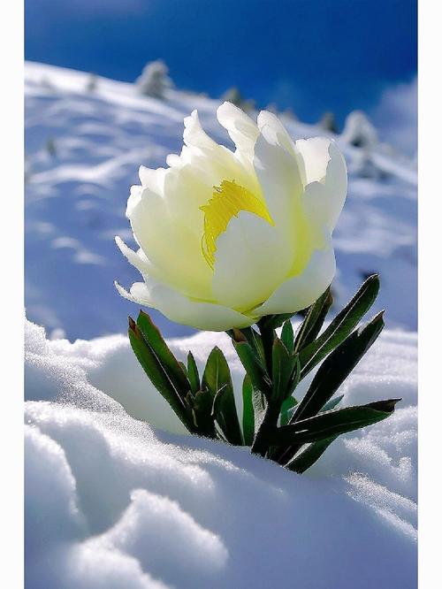 雪花莲:早春花园里的第一抹洁白 花园应用与搭配