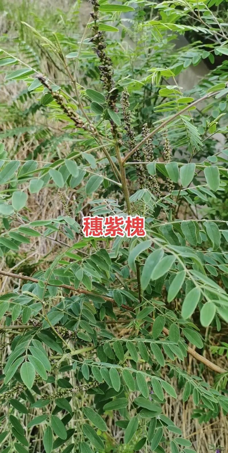 槐树会落叶吗?全面解析落叶习性、区域适应与栽培技术 土壤适应与改良方案