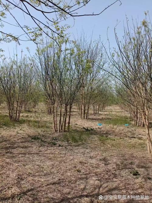 槐树会落叶吗?全面解析落叶习性、区域适应与栽培技术 修剪与长期管理