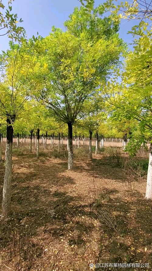 槐树会落叶吗?全面解析落叶习性、区域适应与栽培技术 南北种植差异化建议