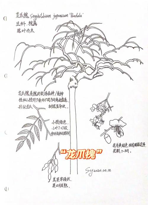 槐树会落叶吗?全面解析落叶习性、区域适应与栽培技术 FAQ