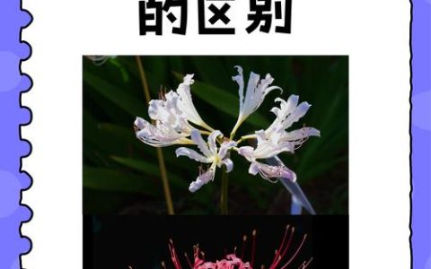 石蒜花和彼岸花有什么区别？一文看懂植物学与文化名