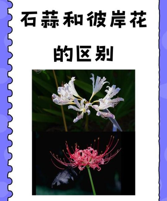 石蒜花和彼岸花有什么区别？一文看懂植物学与文化名