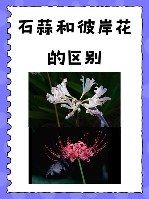 石蒜花和彼岸花有什么区别?一文看懂植物学与文化名 石蒜花和彼岸花有什么区别?一文看懂植物学与文化名