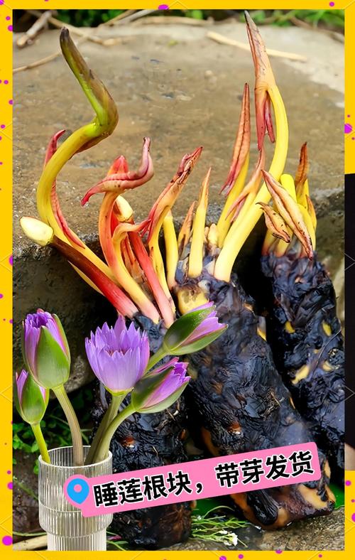 睡莲的花期长吗?从品种到养护,这份完整指南告诉你答案 不同品种睡莲的花期与观赏期对比