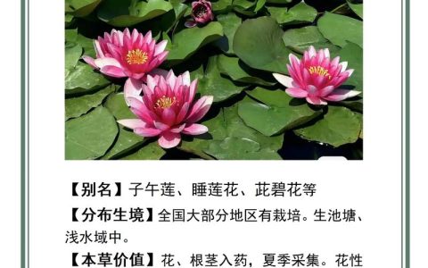睡莲的花期长吗？从品种到养护，这份完整指南告诉你答案