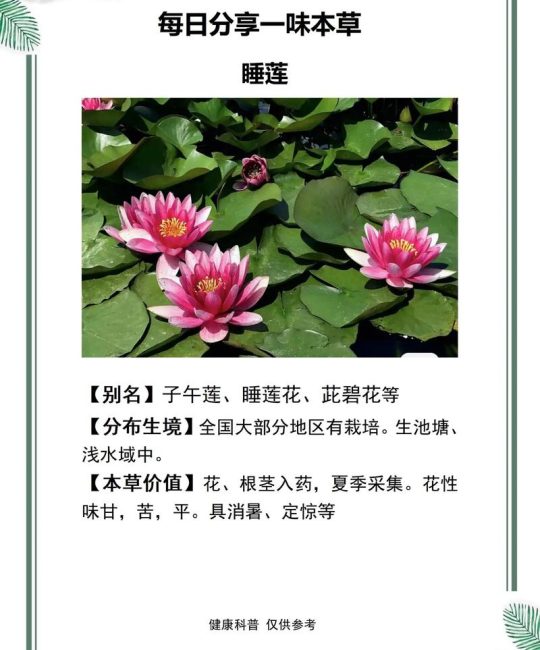 睡莲的花期长吗？从品种到养护，这份完整指南告诉你答案