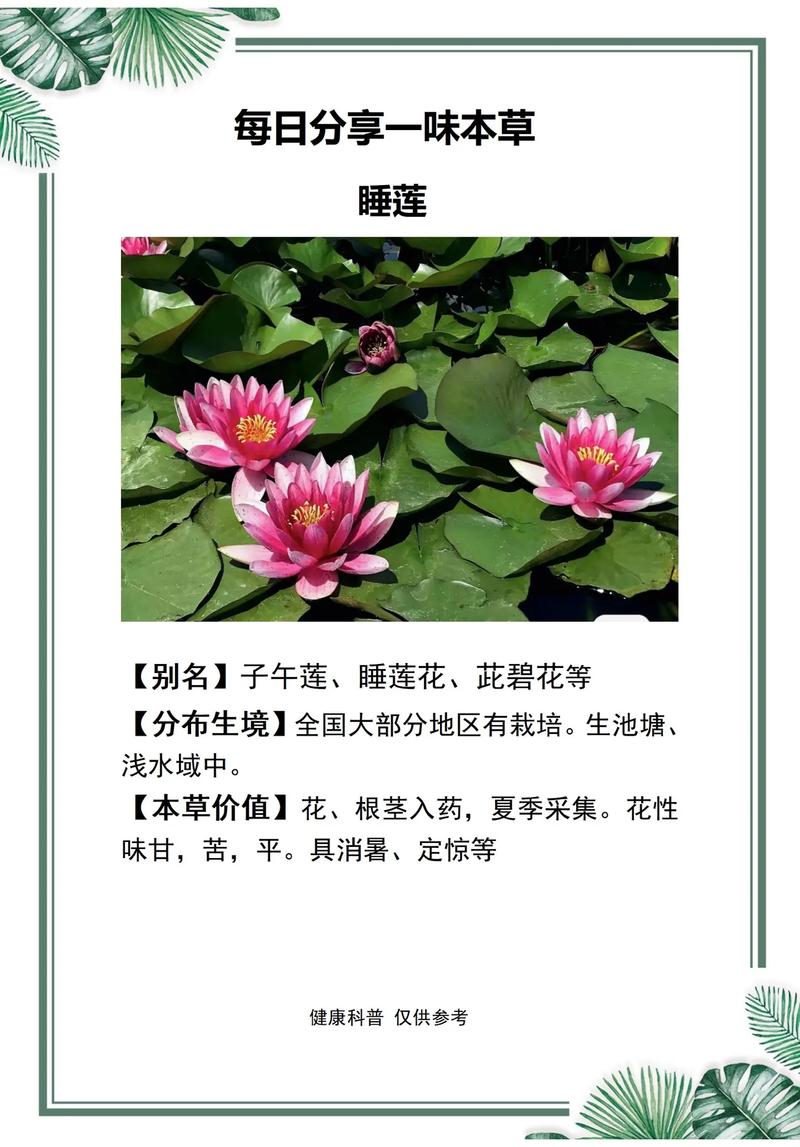 睡莲的花期长吗?从品种到养护,这份完整指南告诉你答案 睡莲的花期有多长?