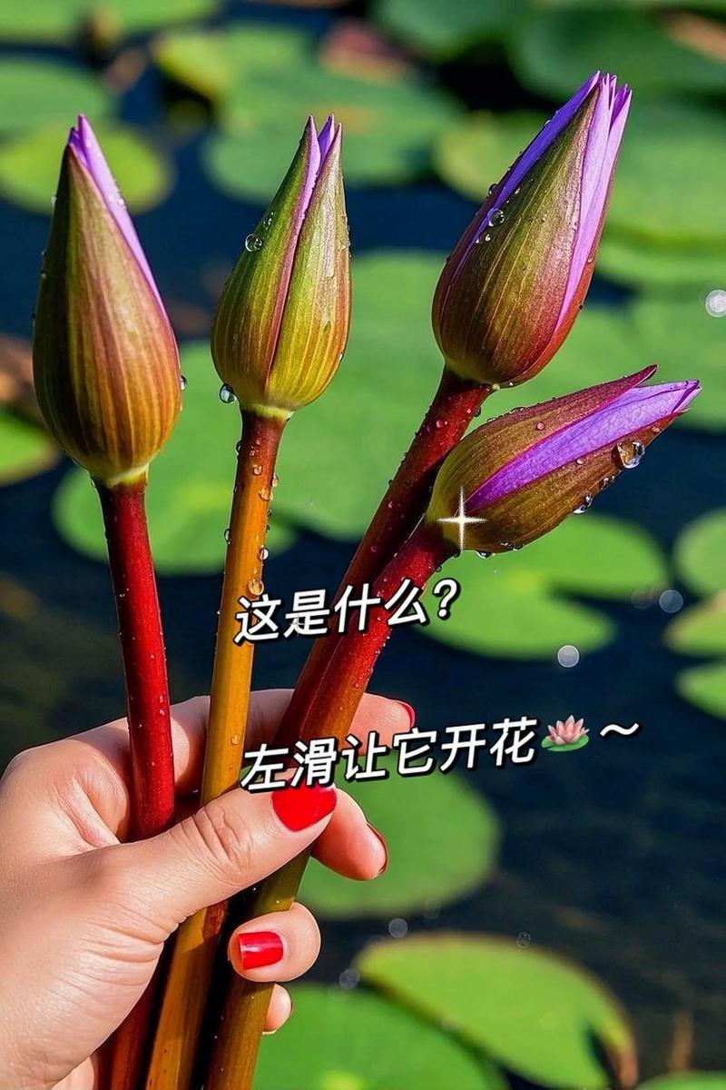 睡莲的花期长吗?从品种到养护,这份完整指南告诉你答案 影响睡莲开花期的关键因素